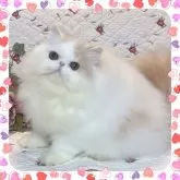 エキゾチックショートヘア