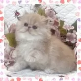 エキゾチックショートヘア