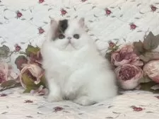 エキゾチックショートヘア【埼玉県・男の子・2025年7月7日・ブラウンタビーアンドホワイト】の写真7