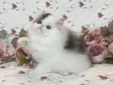 エキゾチックショートヘア【埼玉県・男の子・2025年7月7日・ブラウンタビーアンドホワイト】の写真9