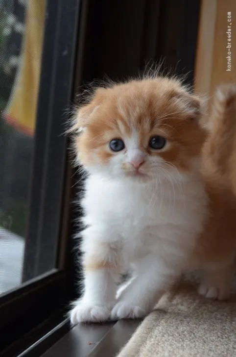 ID:1910-01620の子猫