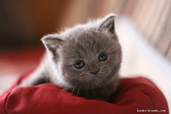 ID：2102-00576の子猫