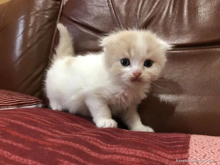 ID:1902-00112の子猫