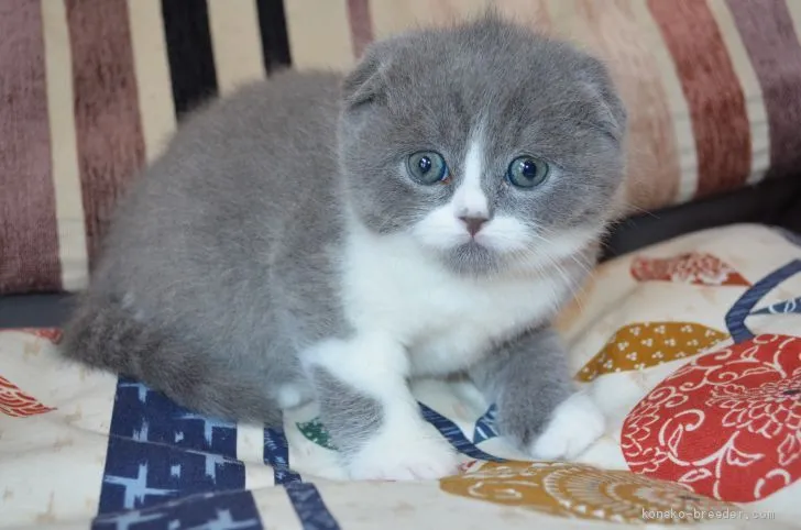 ID：2004-00456の子猫