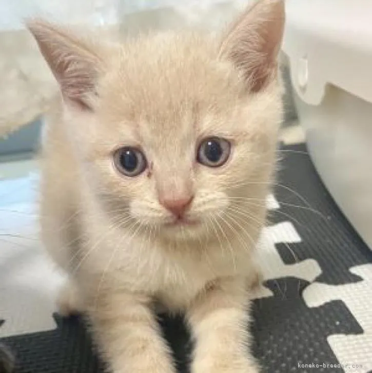 ID：2210-00749の子猫