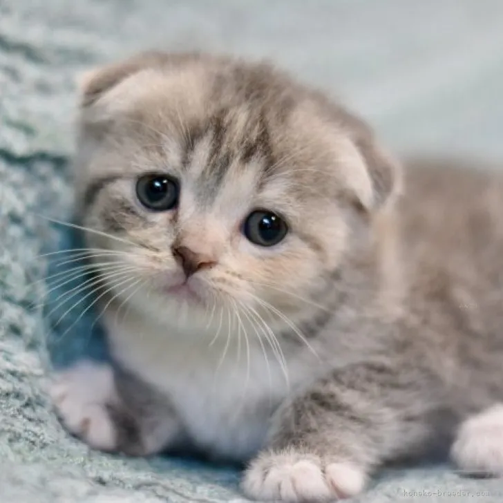 スコティッシュフォールド(折れ耳)【愛知県・女の子・2023年8月31日・ブルーパッチドタビー&amp;ホワイト】の写真1