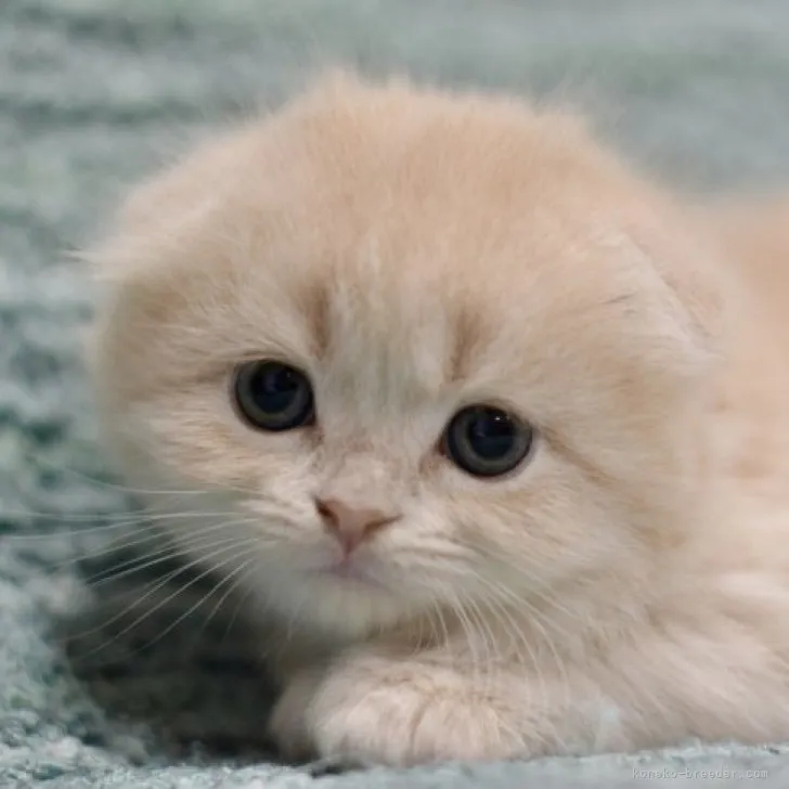 ID:2306-00358の子猫