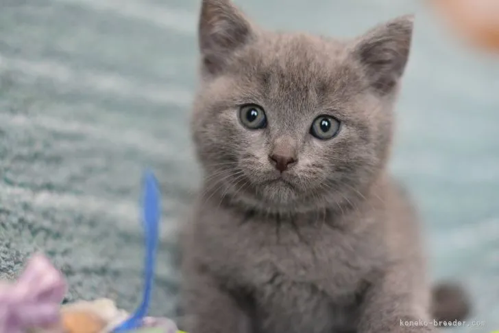 ID:2206-01268の子猫