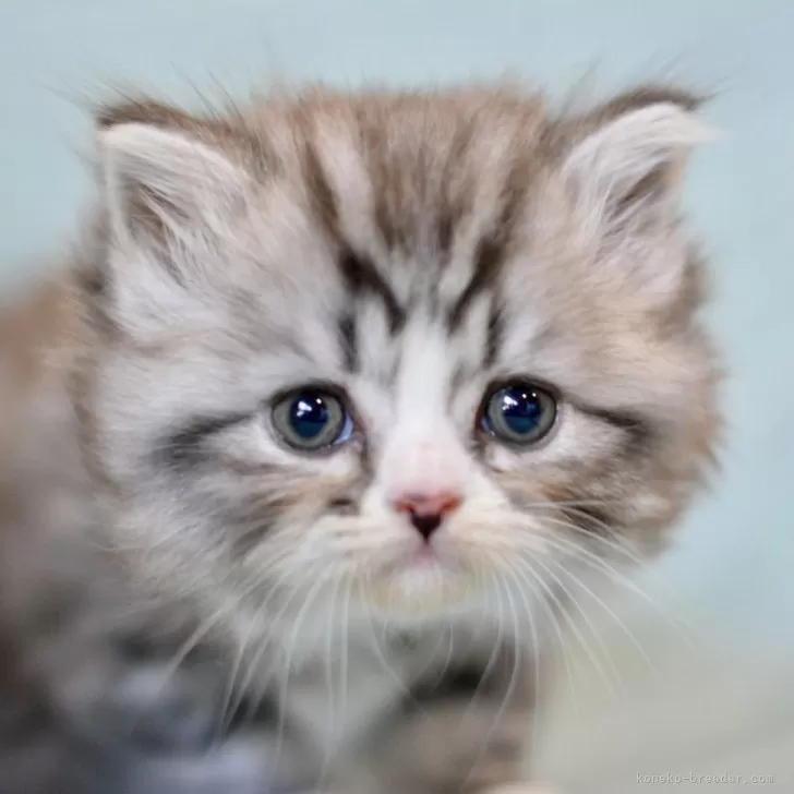 ID:2411-02312の子猫
