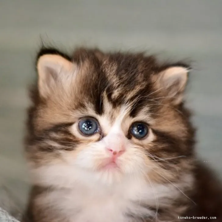 ID：2311-00438の子猫