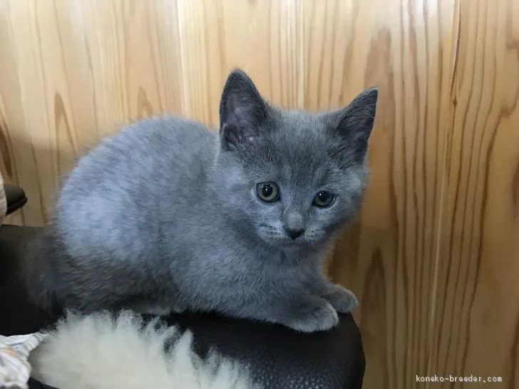 pokahontasu 様のお迎えした子猫