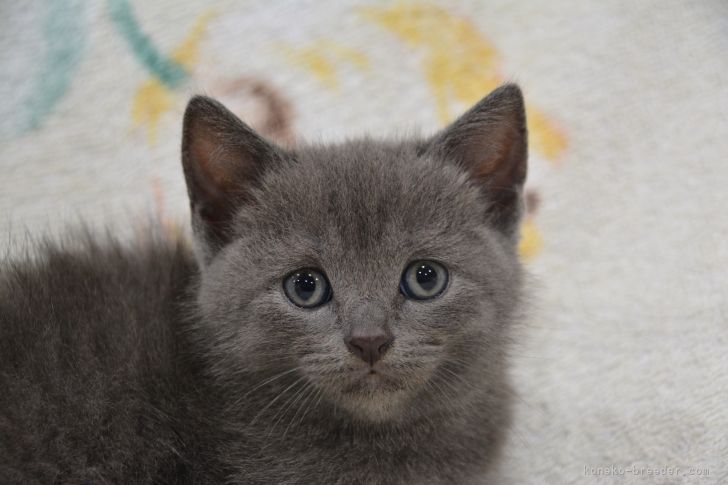 肉球 様のお迎えした子猫