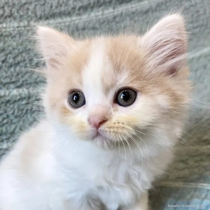 ID：2311-01715の子猫