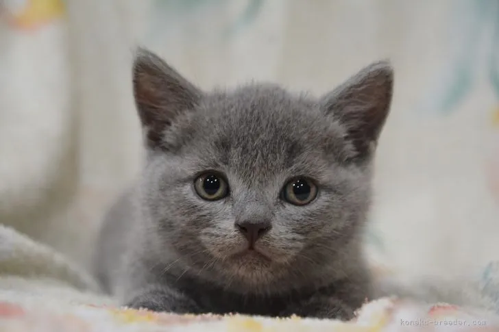 ちゅん 様のお迎えした子猫