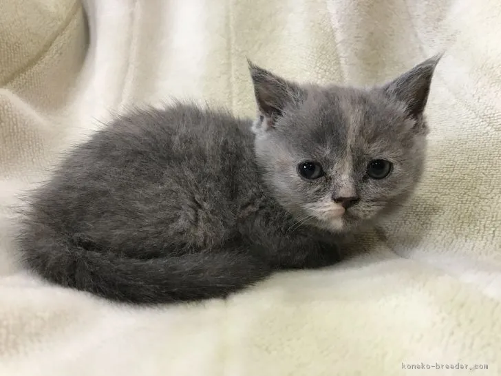 ID：1901-00518の子猫