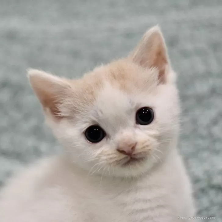 ID：2408-03126の子猫