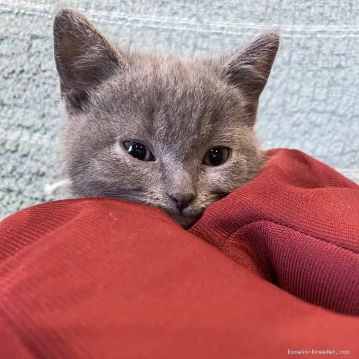 ID：2405-00944の子猫