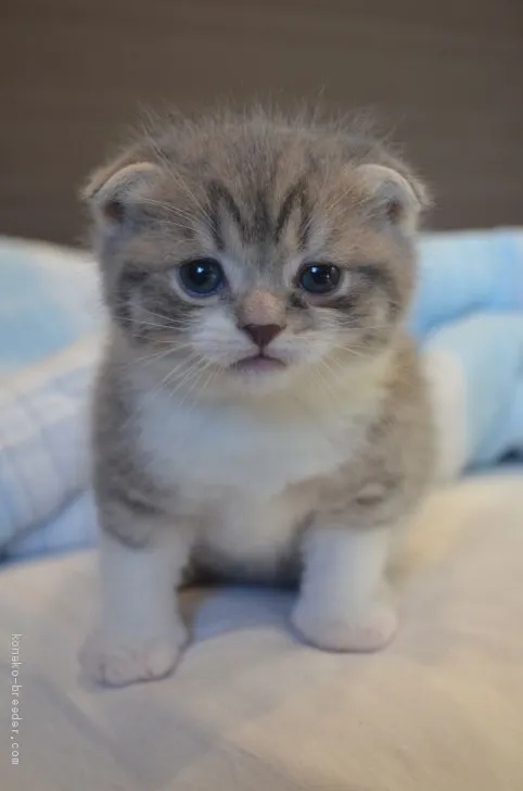 ID:2011-00022の子猫