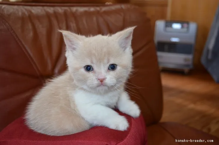 ID：1901-00521の子猫