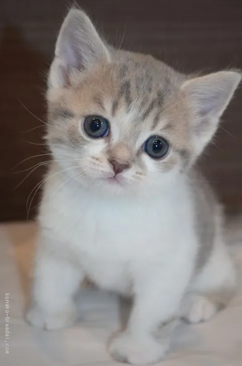 ID:2004-02021の子猫