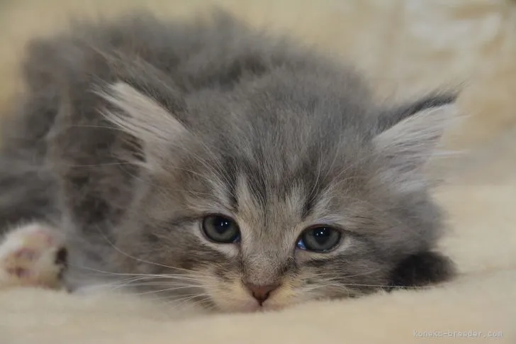 ID：2104-01395の子猫