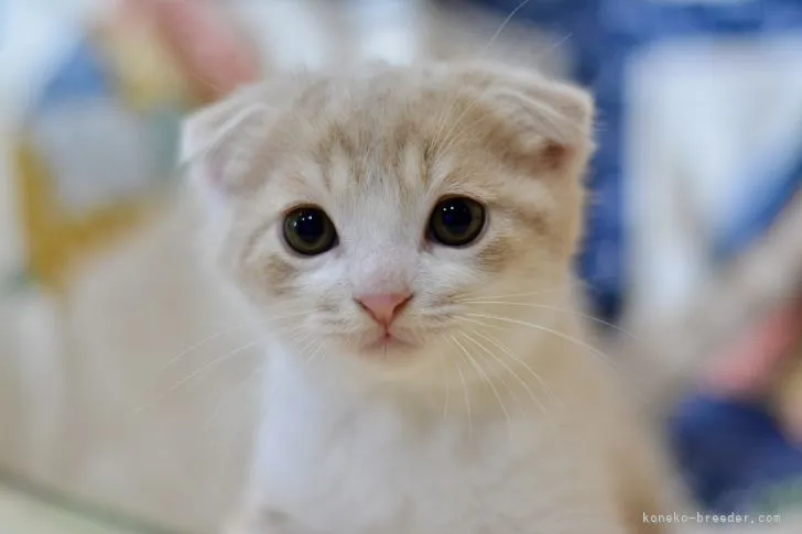 ID：2201-01941の子猫