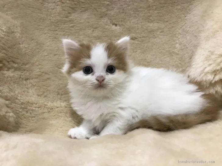 ID：1905-00262の子猫