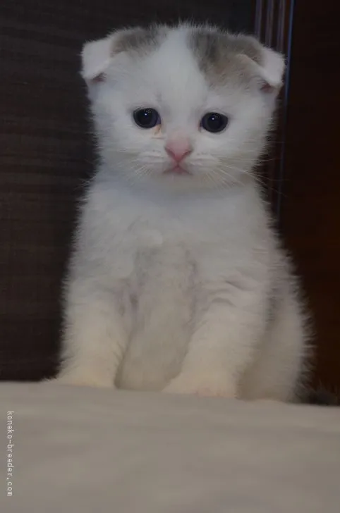 ID:2011-00997の子猫