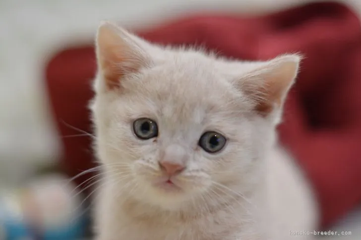 ID:2111-01844の子猫