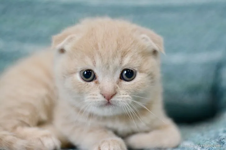 ID:2204-00248の子猫