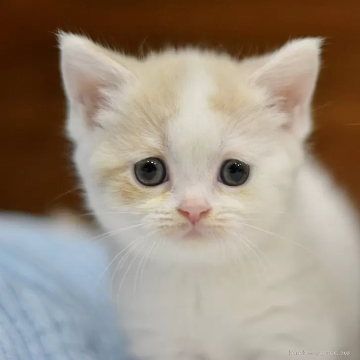 ID：2404-00644の子猫