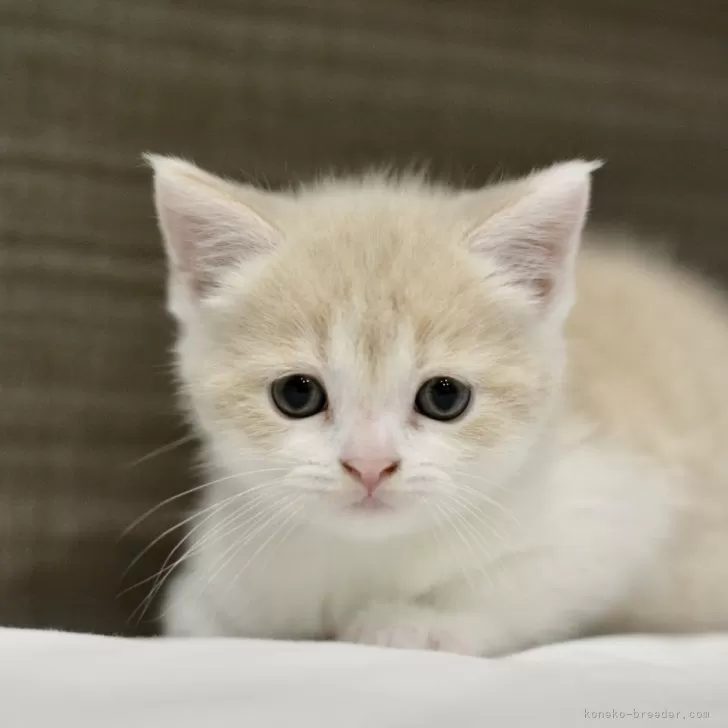ID：2404-00643の子猫