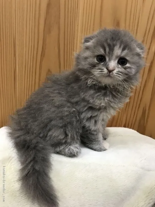 ID:1812-01059の子猫