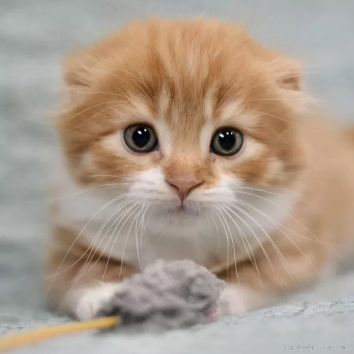 ID:2405-00089の子猫