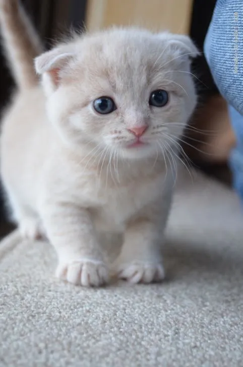 ID：2005-00654の子猫