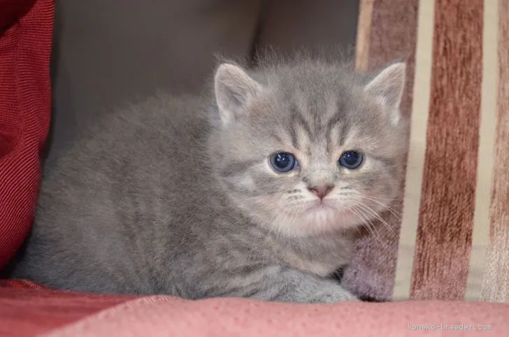 ID：1911-01495の子猫