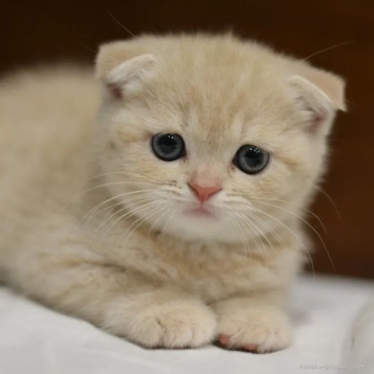 ID：2305-01596の子猫