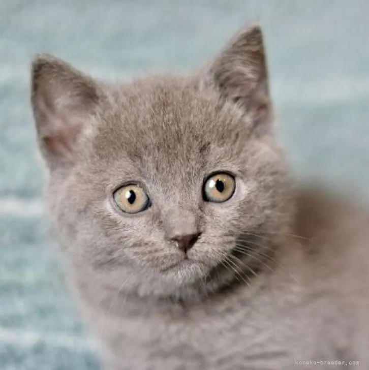 ID：2301-00471の子猫