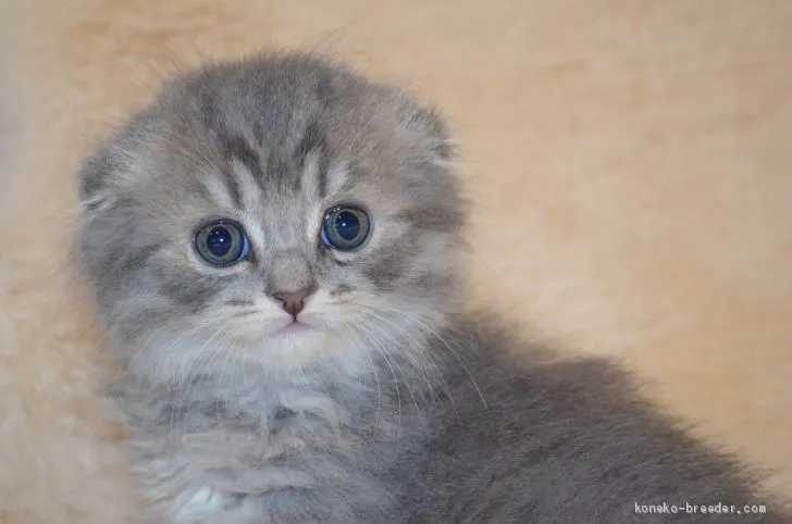 ID:1912-01672の子猫