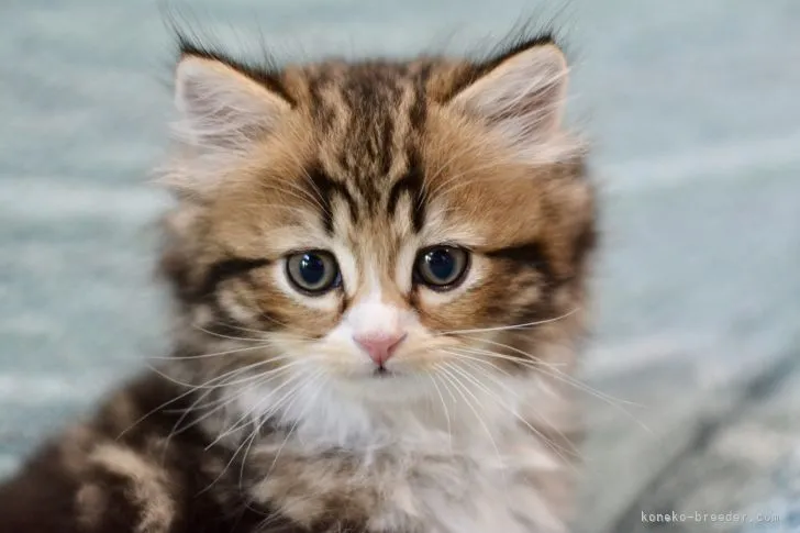 ID:2204-02212の子猫