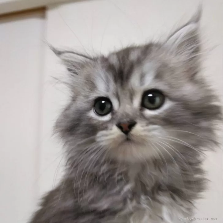ID:2312-01843の子猫