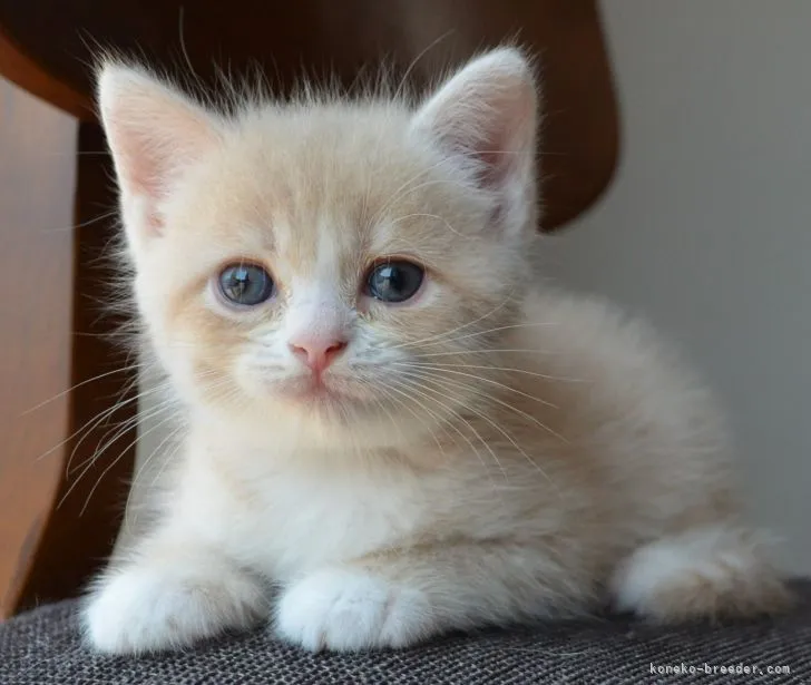 ID：2108-02349の子猫