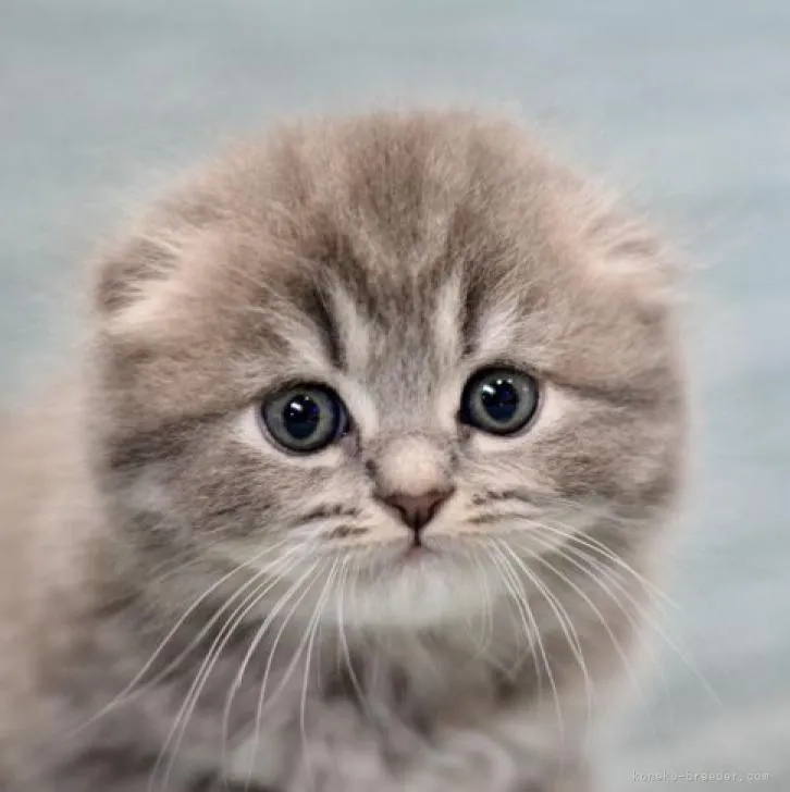 ID：2212-00222の子猫