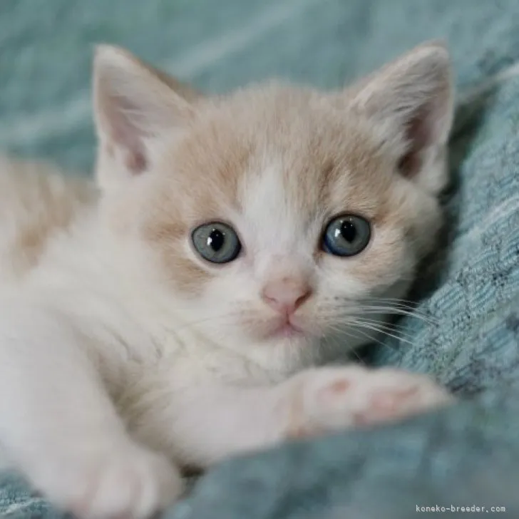 ID:2306-00450の子猫