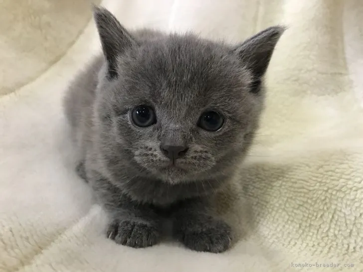 ID:1812-01057の子猫