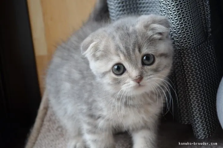 ID：1902-01091の子猫