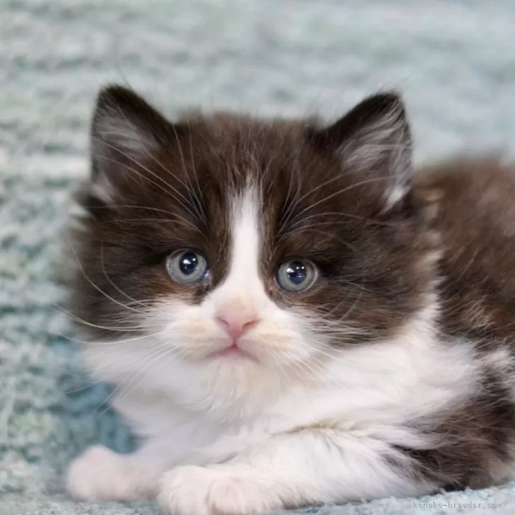 ID:2312-02300の子猫