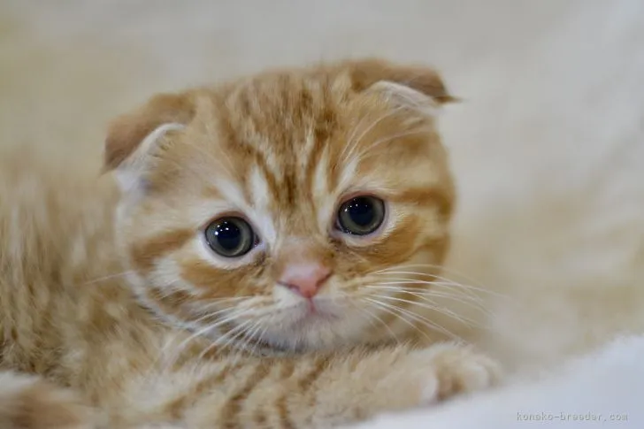 ID：2201-01942の子猫