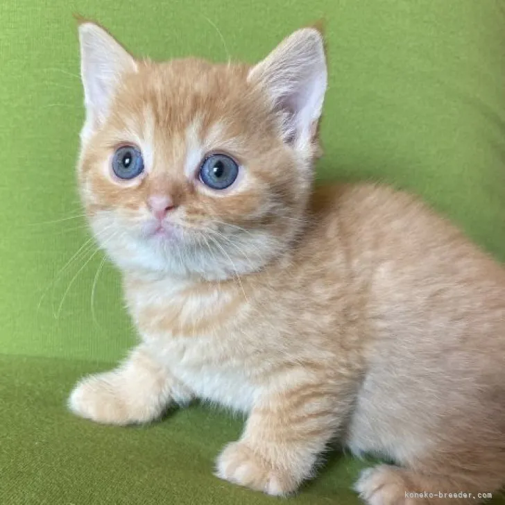 ID:2304-02493の子猫