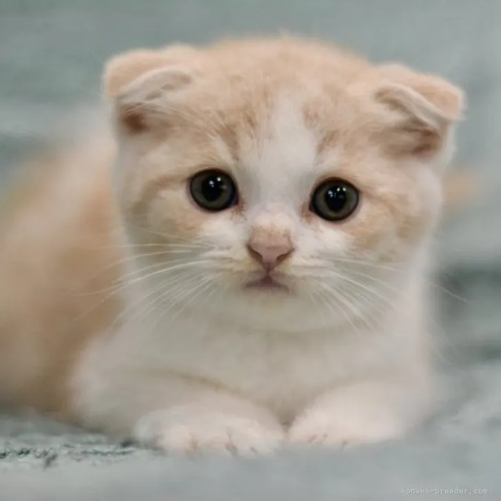 ID：2306-00353の子猫